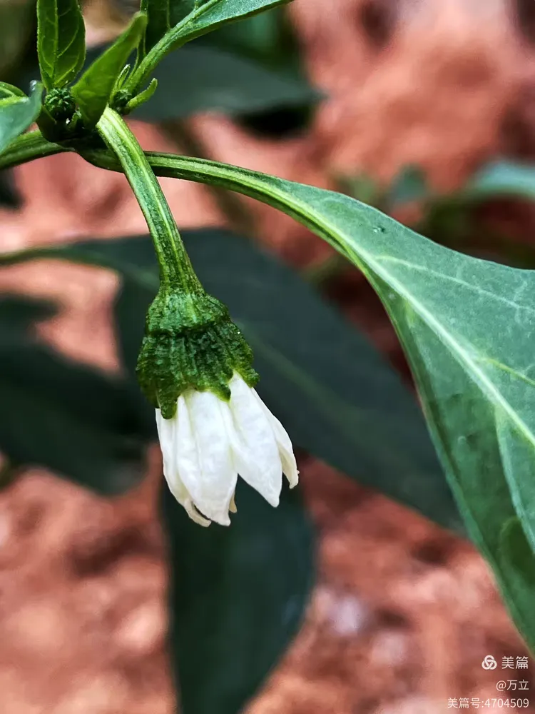 优美含蓄的辣椒花
